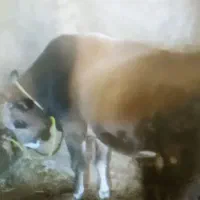 انواع گاو و گوساله گوشتی و داشتی