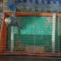 عروس هلندی نر بالغ|پرنده|تهران, شهرک رضویه|دیوار