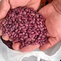 فروش دو تن لوبیا قرمز درجه یک بوجاری شده