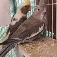 عروس هلندی دستی