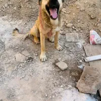 واگذاری سگ سرابی