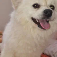 پامرانین خرسی