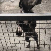 شکاری ماده،آماده جفتگیری