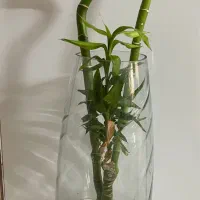 گل بامبویانمادثروت|گل و گیاه طبیعی|کازرون, |دیوار