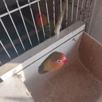 طوطی برزیلی اهلی