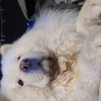 نر چاو چاو برای جفت|سگ|اصفهان, جوزدان الیادران|دیوار