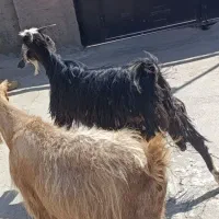 دو راس بز چاق و جوان