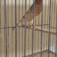 قناری دارچینی|پرنده|مبارکه, |دیوار