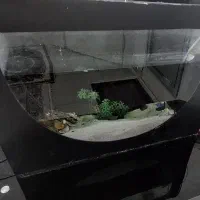 آکواریم سالم