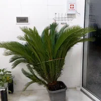 گل نخل سیکاس
