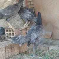 مرغ لاری|حیوانات مزرعه|خان ببین, |دیوار