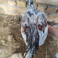 لاری|حیوانات مزرعه|شیراز, ارم|دیوار