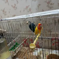 طوطی برزیلی|پرنده|بافق, |دیوار
