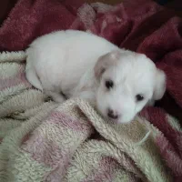 توله سگ نوزاد نژاد مالتیز و شیتزو