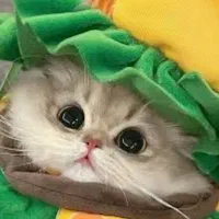 واگذاری گربه اسکاتیش