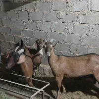 بزآلپاین موقعیت بافق