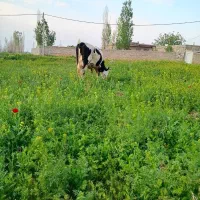گاو|حیوانات مزرعه|ماکو, |دیوار