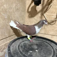 کبوتر بدرنگ|پرنده|قزوین, |دیوار