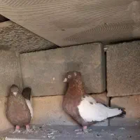 سینه و طوقی