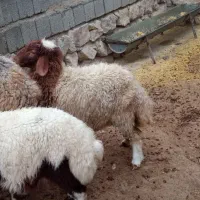 میش وبره|حیوانات مزرعه|سیوان, |دیوار