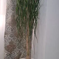 درختچه طبیعی لیندا 30 ساله بالغ گل داده با تخفیف|گل و گیاه طبیعی|تهران, حبیب الله|دیوار
