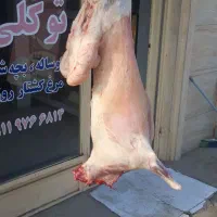 گوشت گوسفندشیشک (جوان)چاق