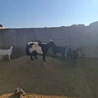 میش بره بز بزغاله  جوون سیاه کبود