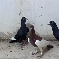 تعدادی پلاکی آس دلاور|پرنده|شیراز, تل حسین‌آباد|دیوار