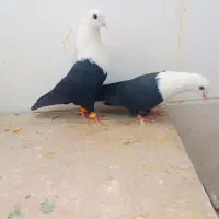 نرو ماده کله سفید کاکلی