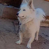 سگ دورگ پامر روباهی|سگ|قرچک, شهرک گلها|دیوار