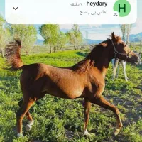 اسب کرد|اسب و تجهیزات اسبسواری|قروه, |دیوار