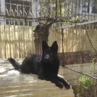 سگ ژرمن شپرد بلک اصیل