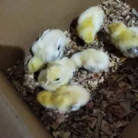 جوجه لاری ۶ عدد|حیوانات مزرعه|کلاچای, |دیوار