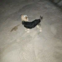 سگ باکوتاه