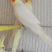 عروس هلندی با کیفیت لوتینو یکساله به بالا|پرنده|شاهینشهر, فیض|دیوار