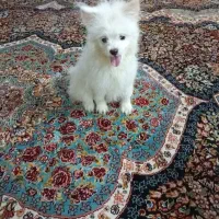 سگ شیتزو پامر ۴ماه