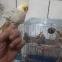 عروس هلندی سخنگو|پرنده|تاکستان, |دیوار