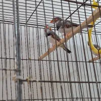 ۵ عدد فنج نر بالغ