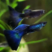 ماهی گوپی باکیفیت تیراژ|ماهی|مشهد, وکیلآباد|دیوار