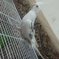 عروس هلندی سخنگو|پرنده|آبیک, |دیوار