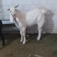 ۳ عدد گوسفند