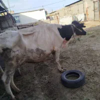 گاو با گوساله ماده