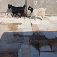 بزغاله نر  فقط  تماس بگیرید  الگی مزاحم نشو