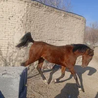 نریان دره شور