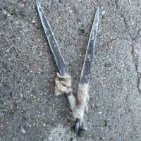 قیچی گوسفند