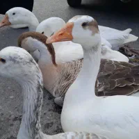 غاز اردک مرغ خروس