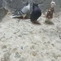 صید هوایی قره سینه طوقی سوسکی|پرنده|مشهد, شهید قربانی|دیوار