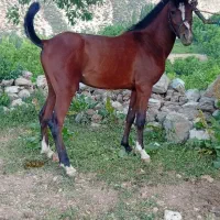 اسب اصیل|اسب و تجهیزات اسبسواری|شوشتر, |دیوار