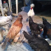 مرغ‌خروس سلطانی