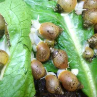 فروش نرم تنان